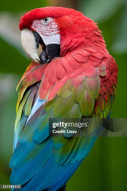 arara-asa-verde - arara de asa verde imagens e fotografias de stock