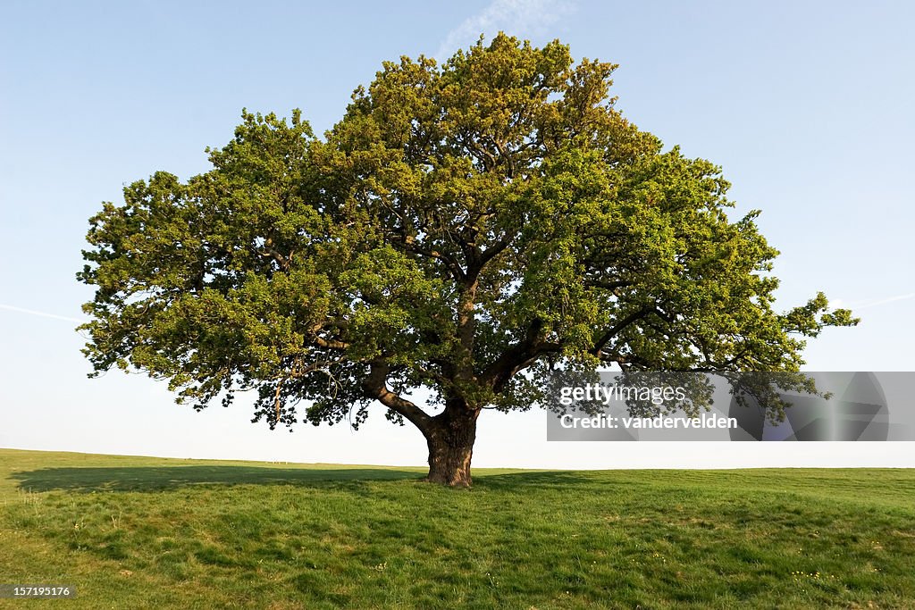 Spring Oak