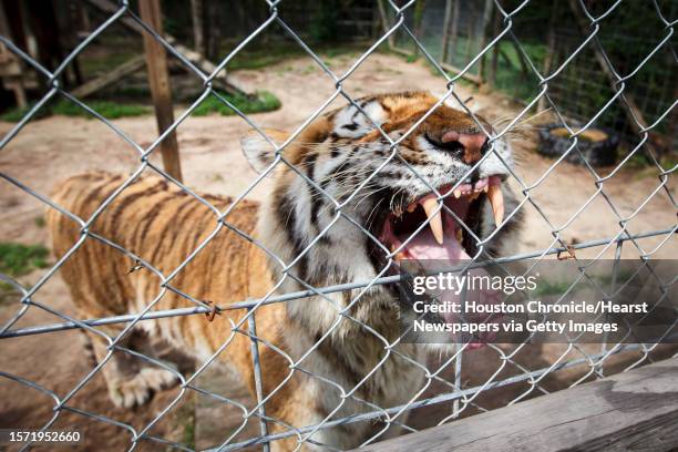 Doctari, a 8-year-old male Siberian Tiger, makes a face, while at the Exotic Cat Refuge and Wildlife Orphanage, Wednesday, March 14 in Kirbyville.