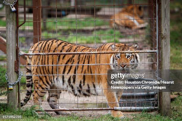 Cheeza, a 4-year-old Siberian Tiger, arrived with impaired vision due to partial eye muscle detachment, at the Exotic Cat Refuge and Wildlife...