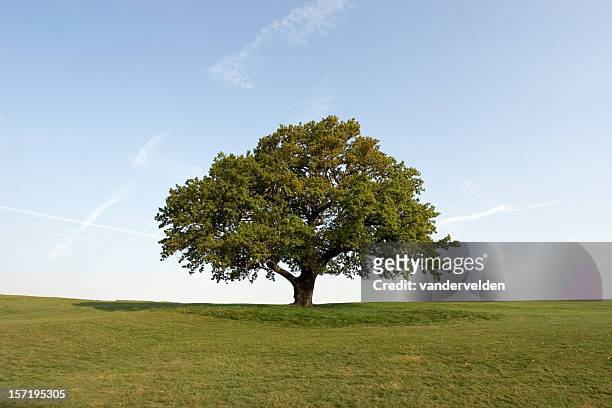 feder eiche - oak stock-fotos und bilder