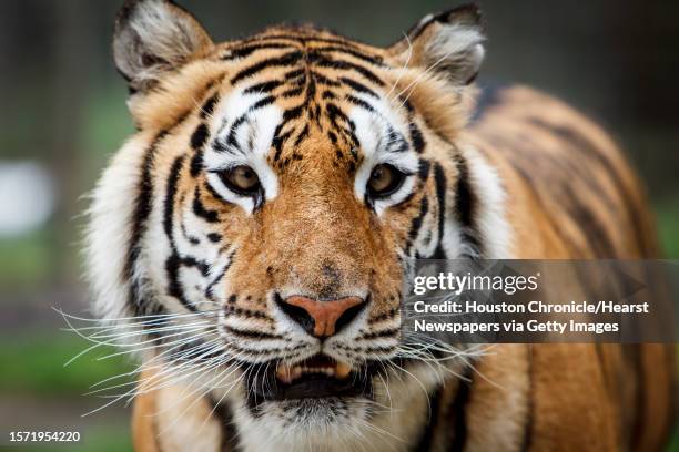 Cheeza, a 4-year-old Siberian Tiger, arrived with impaired vision due to partial eye muscle detachment, at the Exotic Cat Refuge and Wildlife...