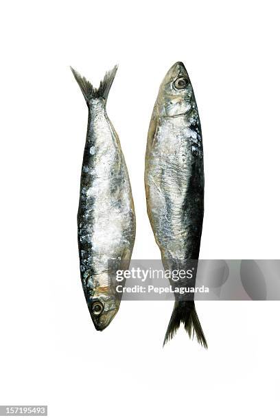 des sardines - sardine photos et images de collection