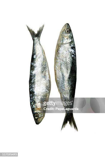 鰯 - sardines ストックフォトと画像