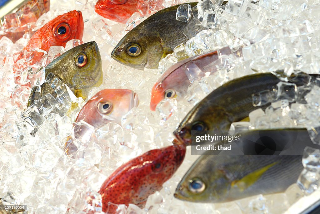 Fresh Fish at the market, displayed on ice