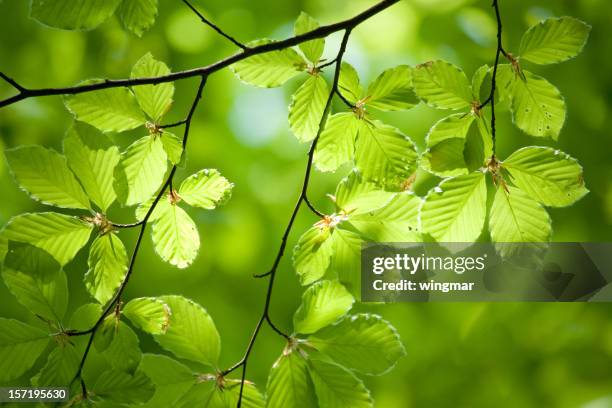 german beech tree - beech tree stock pictures, royalty-free photos & images