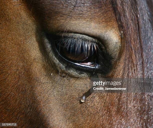 weeping horse eye - equestrian animal stock pictures, royalty-free photos & images