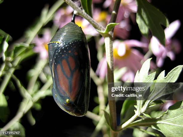 butterfly cocoon on black - butterfly cocoon stock pictures, royalty-free photos & images