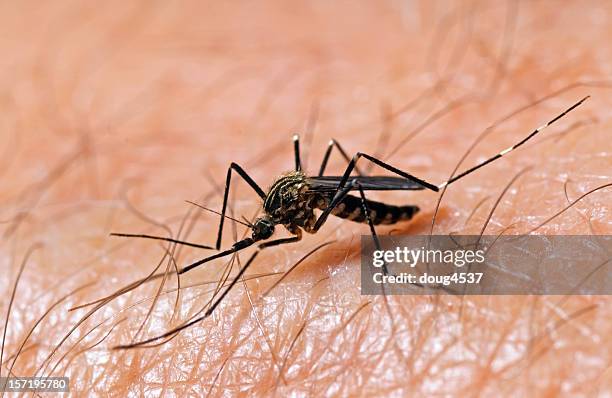 mosquito on skin - west nile virus stock pictures, royalty-free photos & images