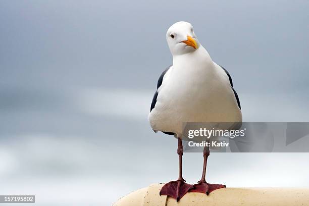 curious seagull - seagull bildbanksfoton och bilder