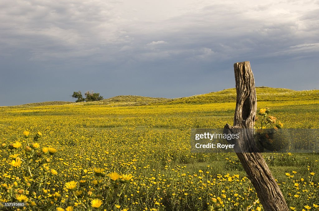 Flower field, sky and post