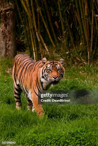 sumatran tiger roaming the jungle - sumatran tiger stock pictures, royalty-free photos & images