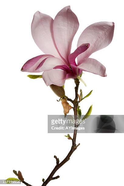 magnolia flower on white background - magnolia stellata stockfoto's en -beelden