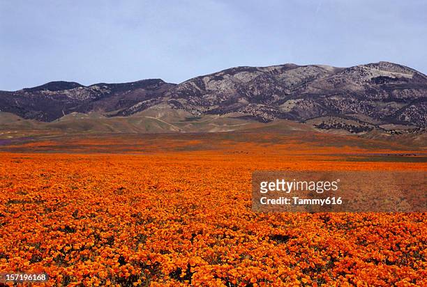 orange pasture - lancaster california stockfoto's en -beelden