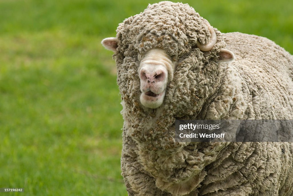 Merino Sheep