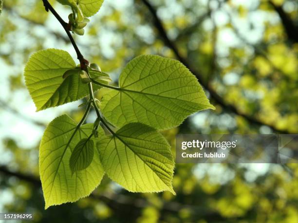 neue limette (linden baum blätter im frühling - amerikanische linde stock-fotos und bilder