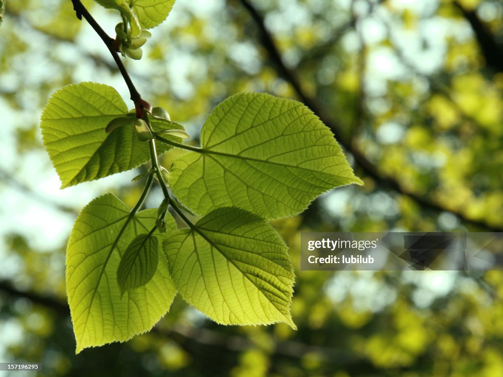 New lime (linden) tree leaves in spring