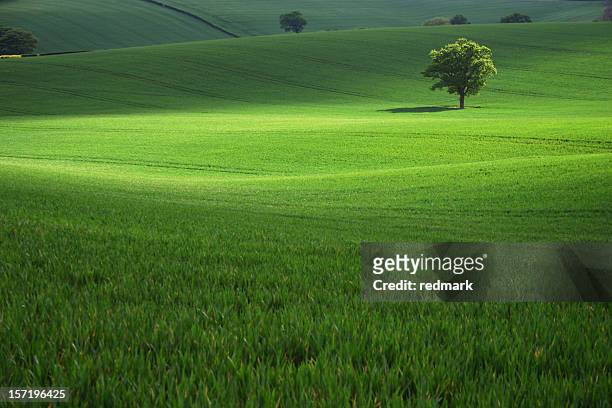 field of green grass with a single tree - single tree stock pictures, royalty-free photos & images