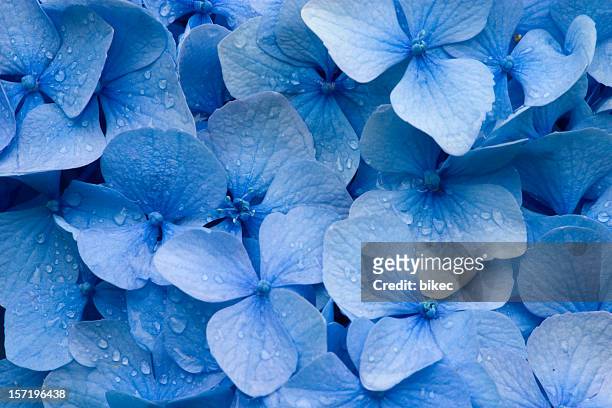 hortensia - macro flower photos et images de collection