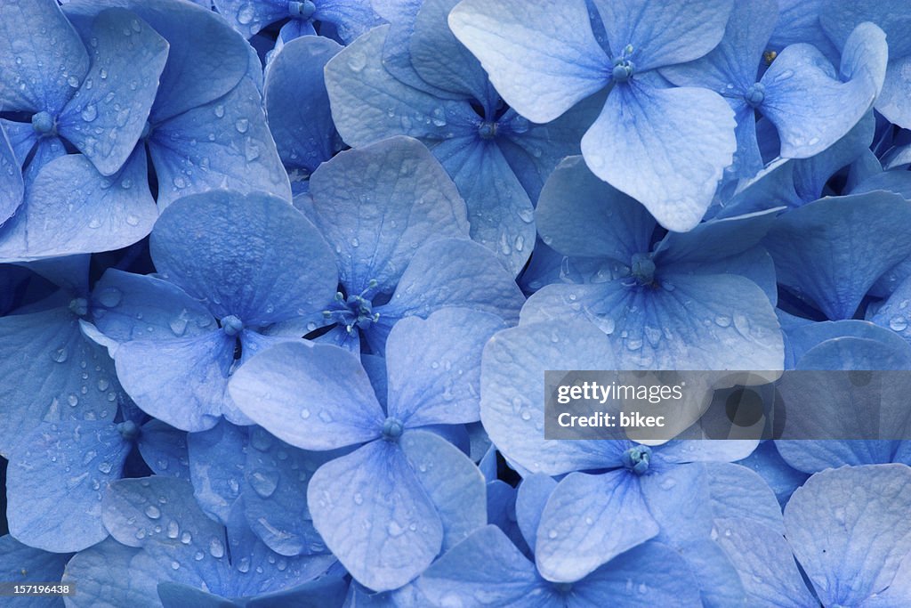 Hydrangea