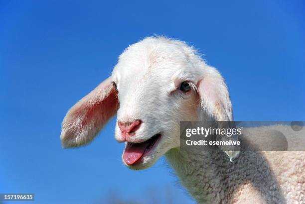 small goat appearing to bleat for attention - lamb animal stock pictures, royalty-free photos & images