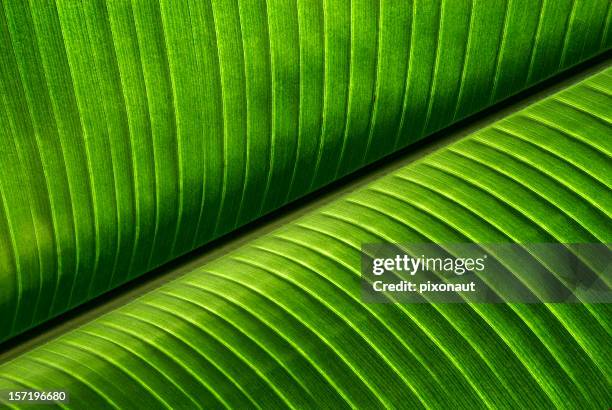 hoja de palmera - clorofila fotografías e imágenes de stock