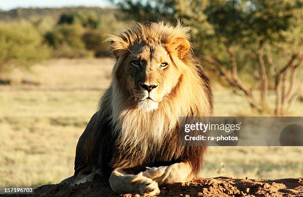 lion in natural habitat looking into camera - leo she a stock pictures, royalty-free photos & images