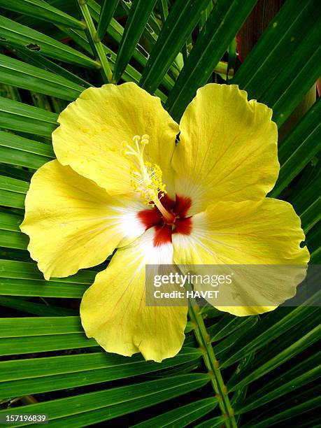 yellow hibiscus - hibiscus stockfoto's en -beelden