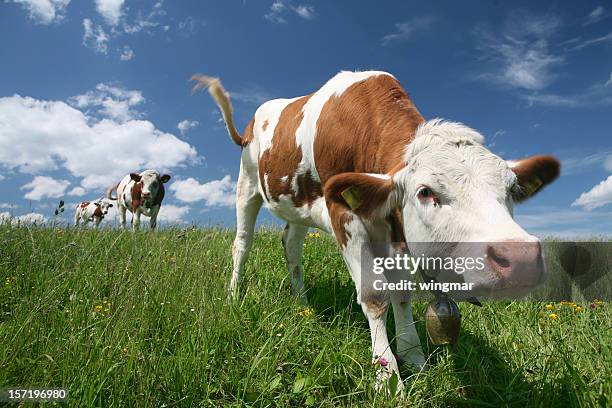 funny cow - spotted cow stock pictures, royalty-free photos & images
