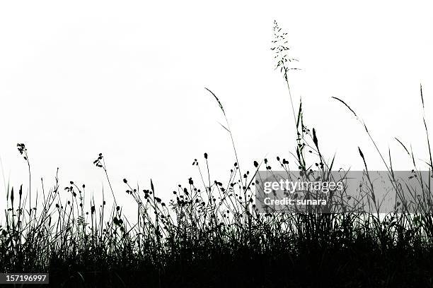 lace of grass - grass silhouette stock pictures, royalty-free photos & images