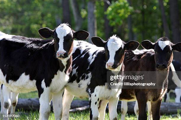 holstein polpacci le vacche sul caseificio - fresian calf foto e immagini stock