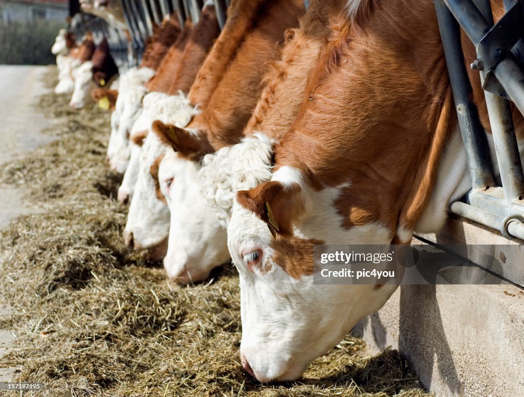 Vaca