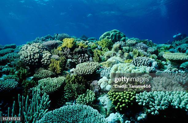 an underwater picture of a coral garden - saltwater fish stock pictures, royalty-free photos & images