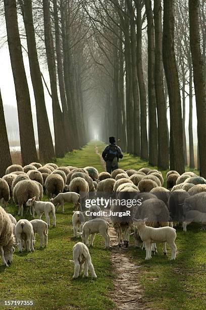 berger et son troupeau de moutons après lui - herd photos et images de collection