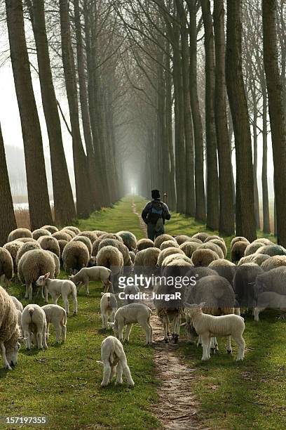 shepherd and a flock of sheep following him - sheep stock pictures, royalty-free photos & images