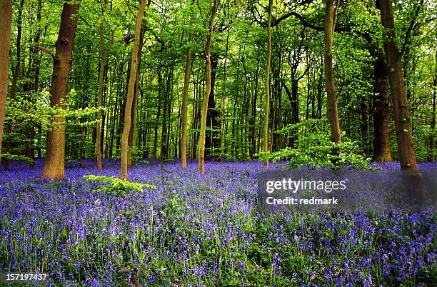 bluebell flowers in sherwood foest nottingham uk - sherwood stock pictures, royalty-free photos & images