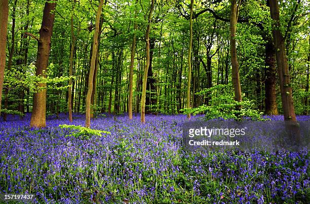 bluebell flowers in sherwood foest nottingham uk - nottinghamshire bildbanksfoton och bilder