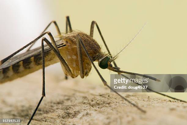 side view mosquito portrait 2 - west nile virus stock pictures, royalty-free photos & images