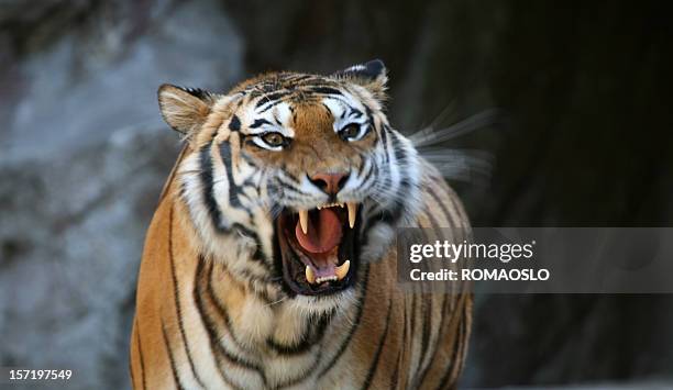 roaring tigre com desfoque de movimento - roaring - fotografias e filmes do acervo