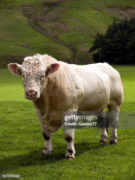 charolais bull in green fields at scotland - the bulls stock pictures, royalty-free photos & images