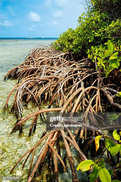 roots of tropical mangroves - mangrove forest stock pictures, royalty-free photos & images