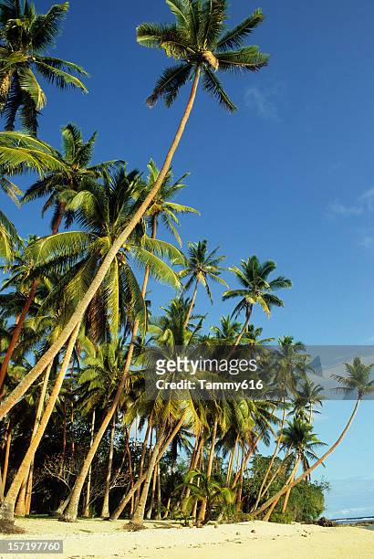 lush green palm lined beach - swaying stock pictures, royalty-free photos & images