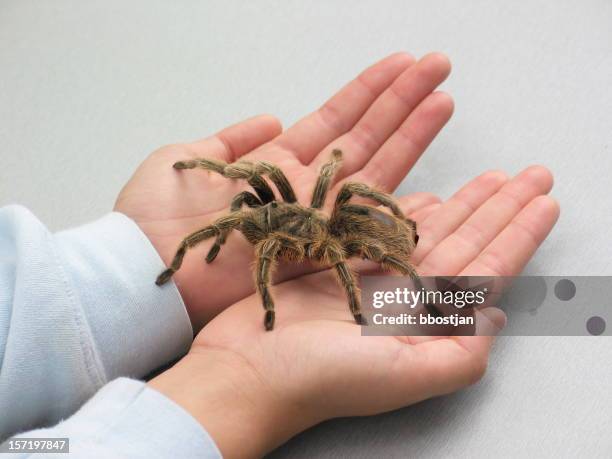 araña de mano - ugly spiders fotografías e imágenes de stock