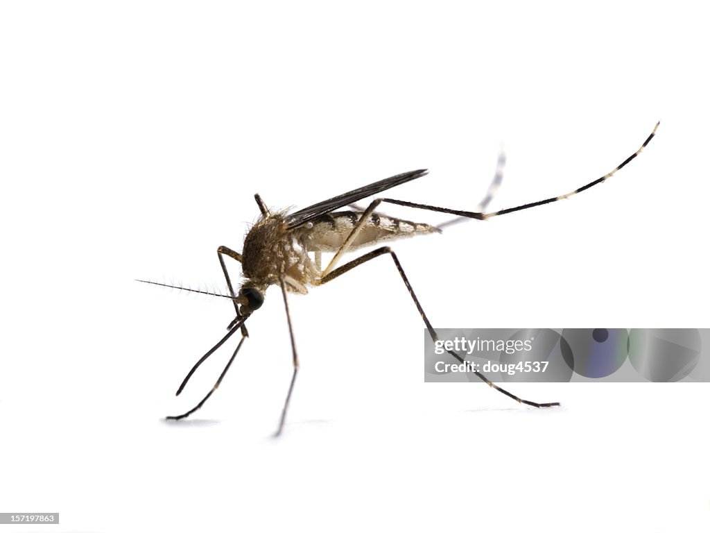 A close-up of a mosquito on a white background