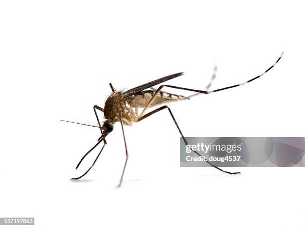 a close-up of a mosquito on a white background - mosquito stock pictures, royalty-free photos & images