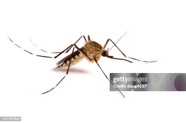 mosquito isolated on white - west nile virus stock pictures, royalty-free photos & images