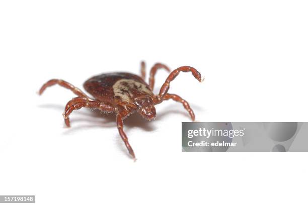 tick on white - parasite stockfoto's en -beelden