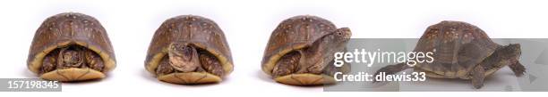 turtles: get up and go! - turtle shell stock pictures, royalty-free photos & images