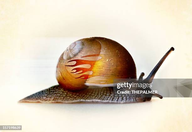 open-wheel single-seater racing car snail - snail stockfoto's en -beelden