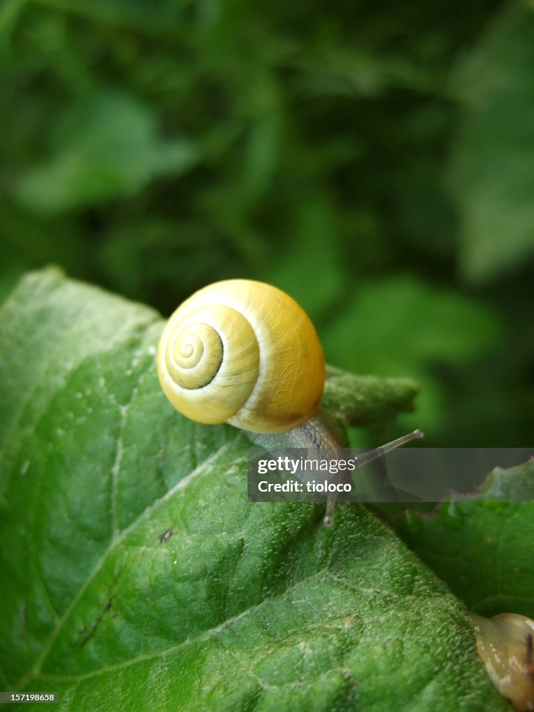 A yellow snail crawling along green leaves